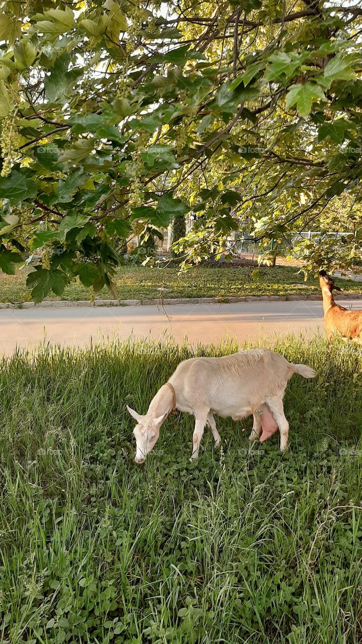 коза белая