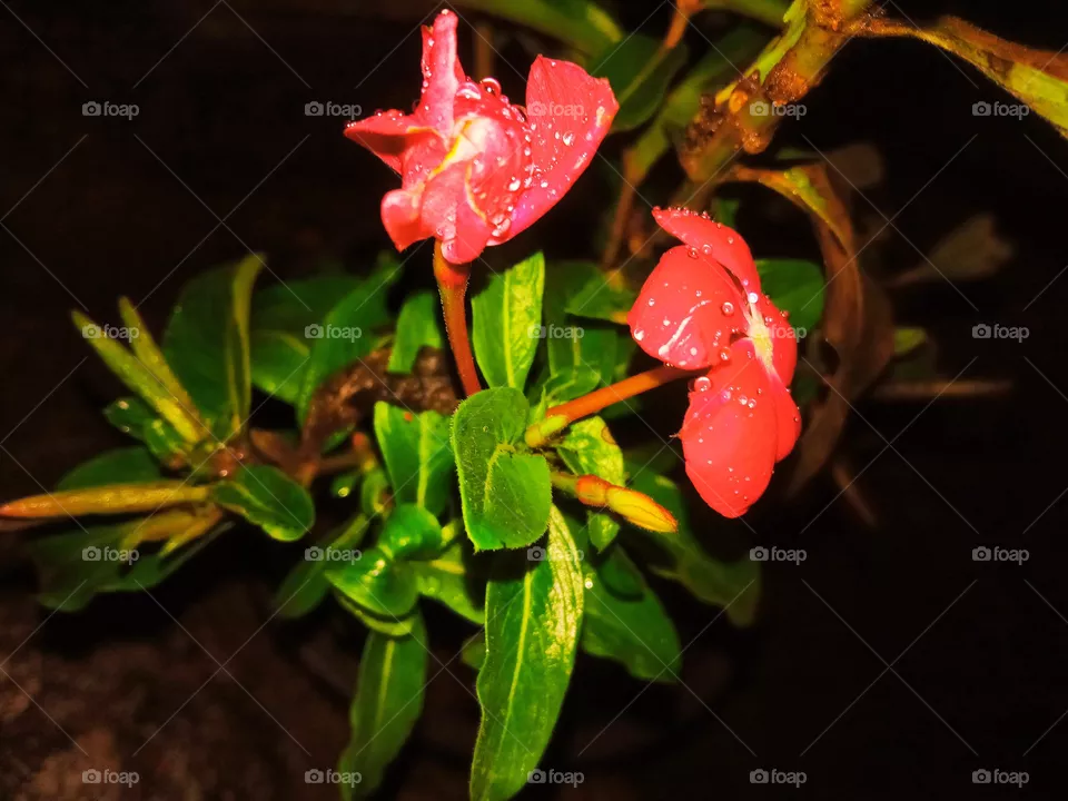 red flower