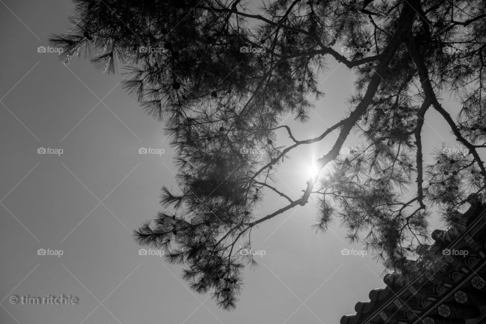 A building eve and a pine tree in the mid morning sun. Changgyeonggung Palace, Seoul, South Korea 