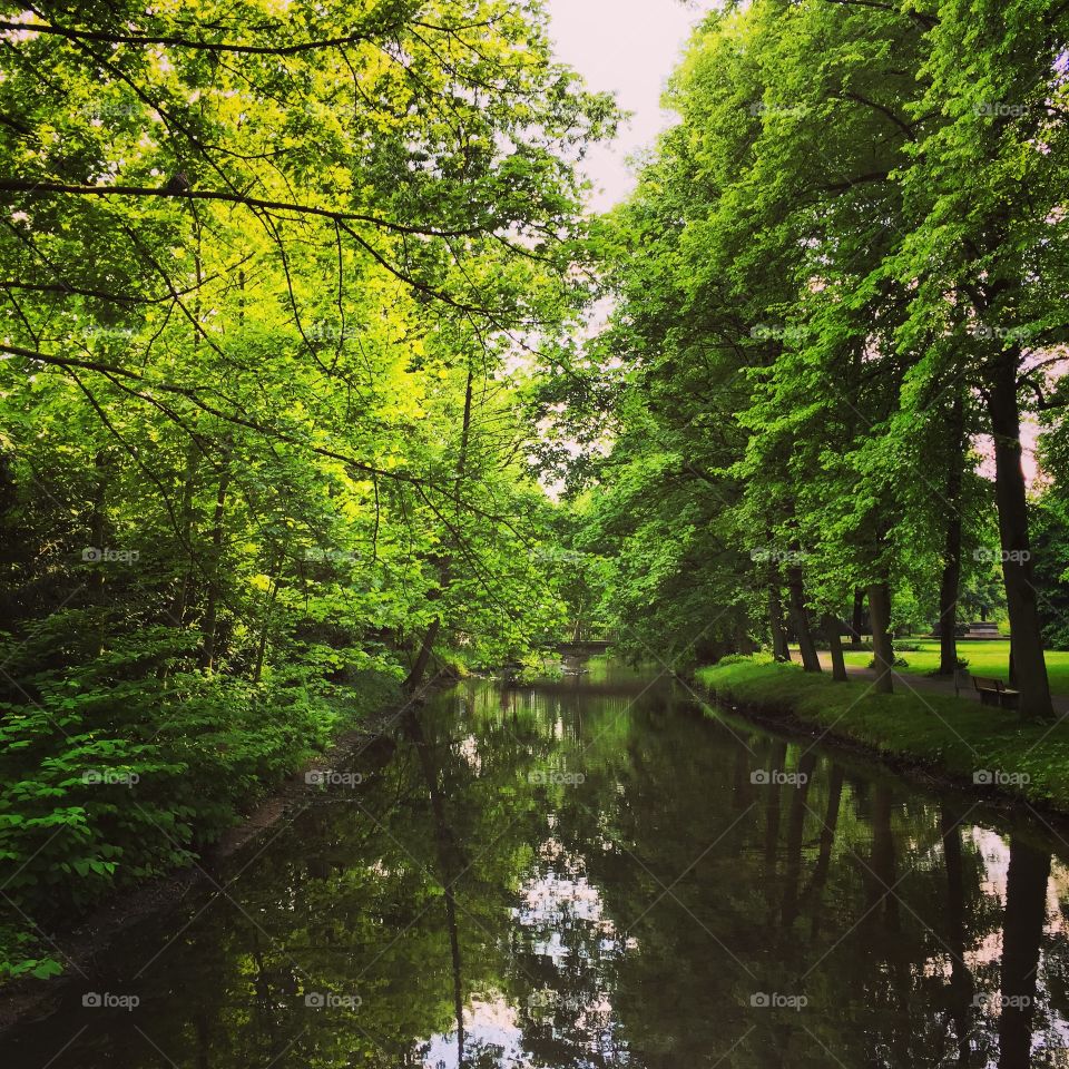 Reflection of trees on lake