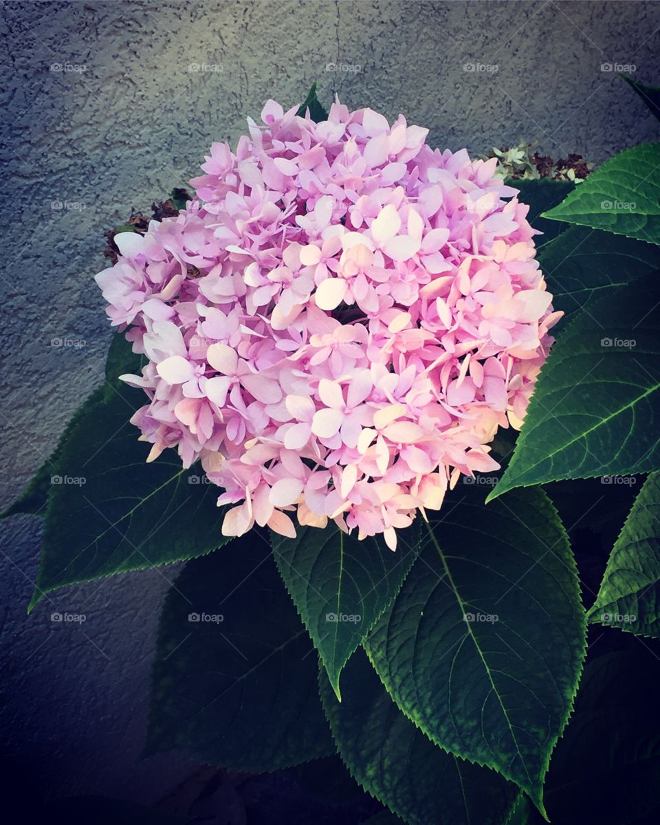 Hydrangea 