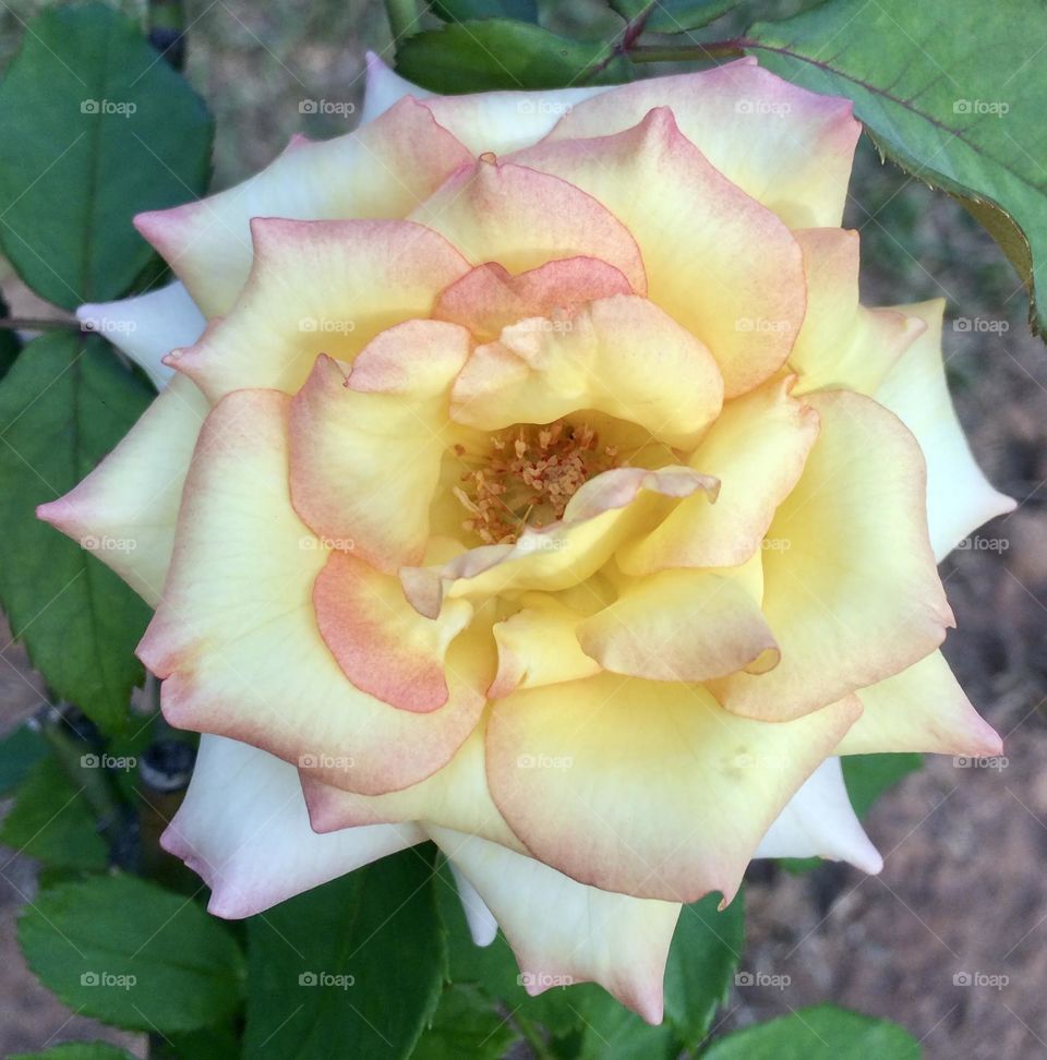 🌹 🇺🇸 Very beautiful flowers to brighten our day.  Live nature and its beauty. Did you like the delicate petals? / 🇧🇷 Flores muito bonitas para alegrar nosso dia. Viva a natureza e sua beleza. Gostaram das pétalas delicadas? 