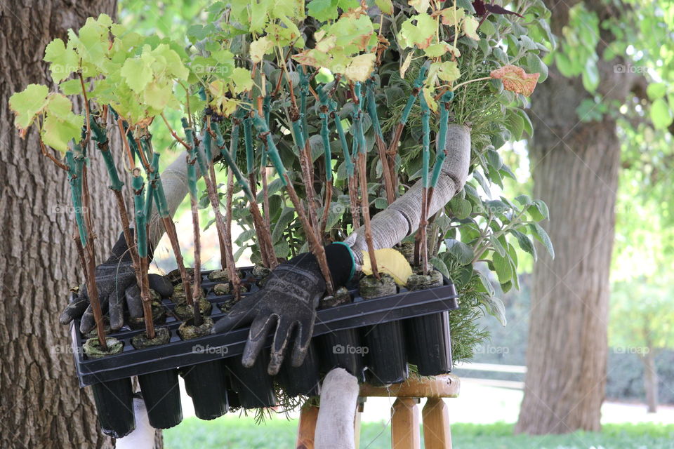 Grape vine plants in seeding containers perched on lap of garden scarecrow type figure seated in chair