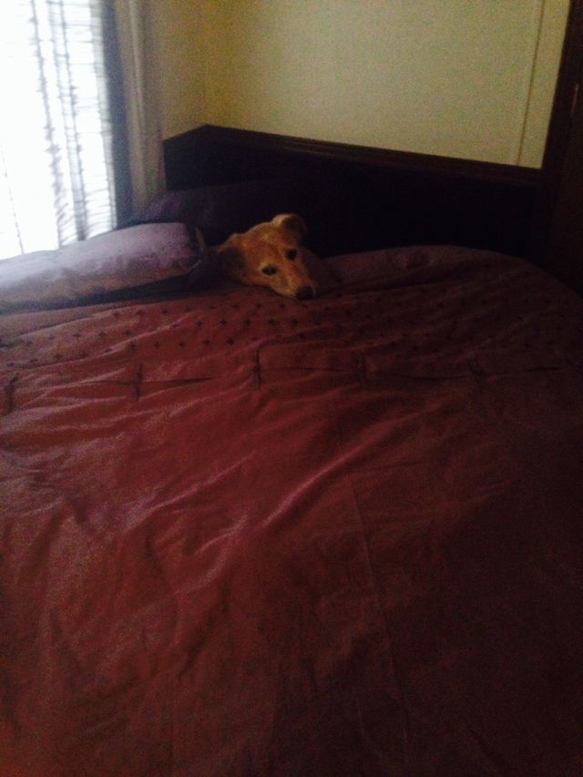 Dog In a Blanket