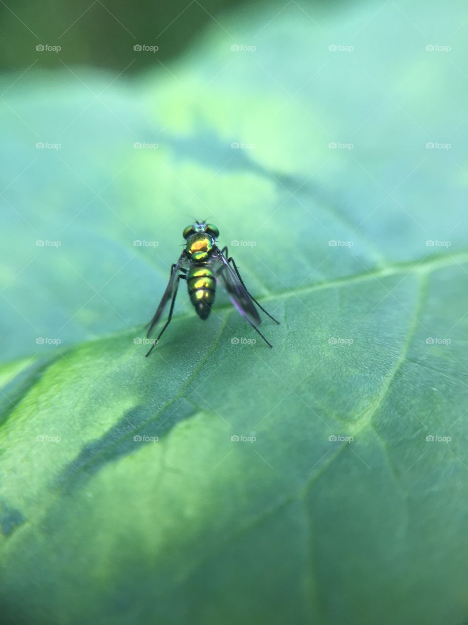 Tiny scintillating fly