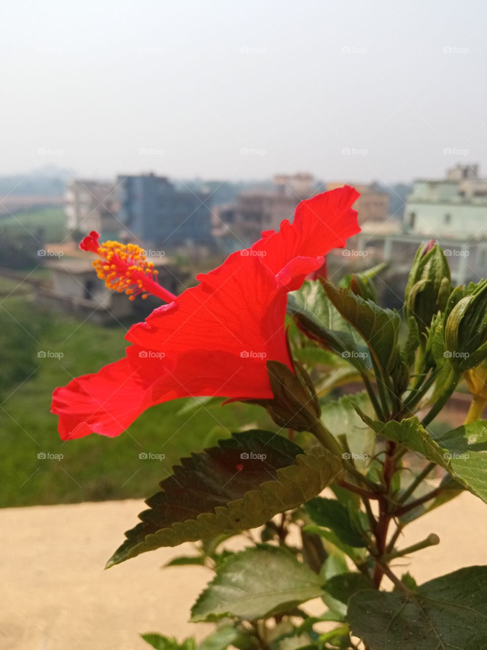 beautiful hibiscus flowers🌸🌺🌻🌹🌷🌼💐