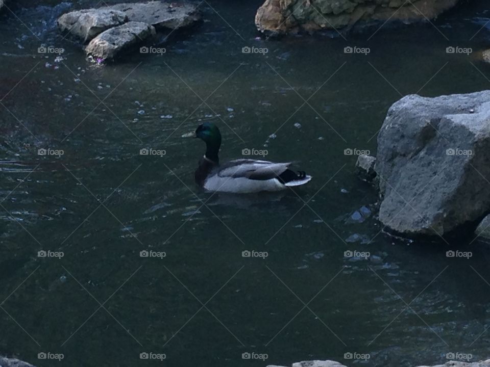 Swimming Duck