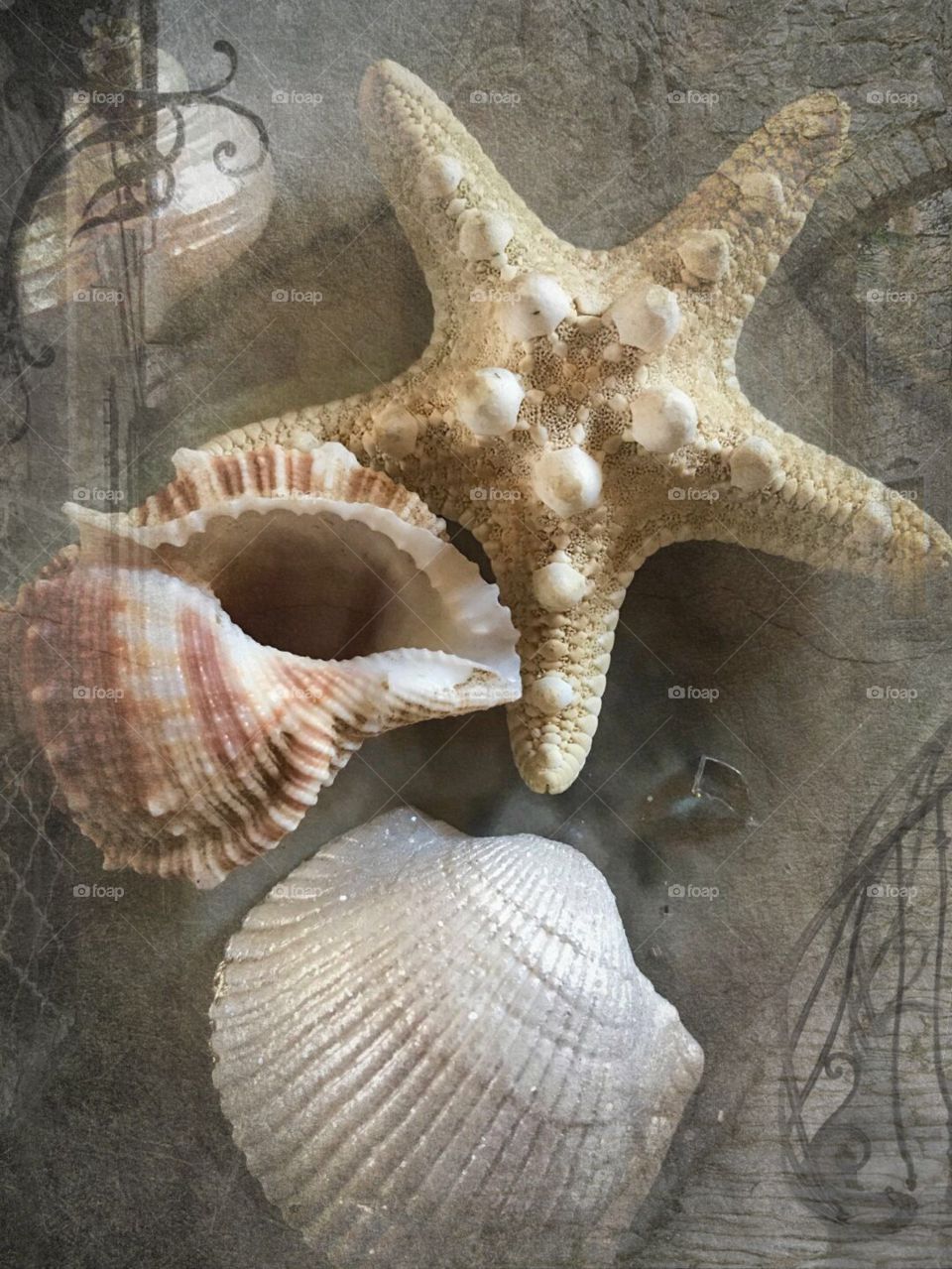 Close up seashells texture pottery backgrounds 