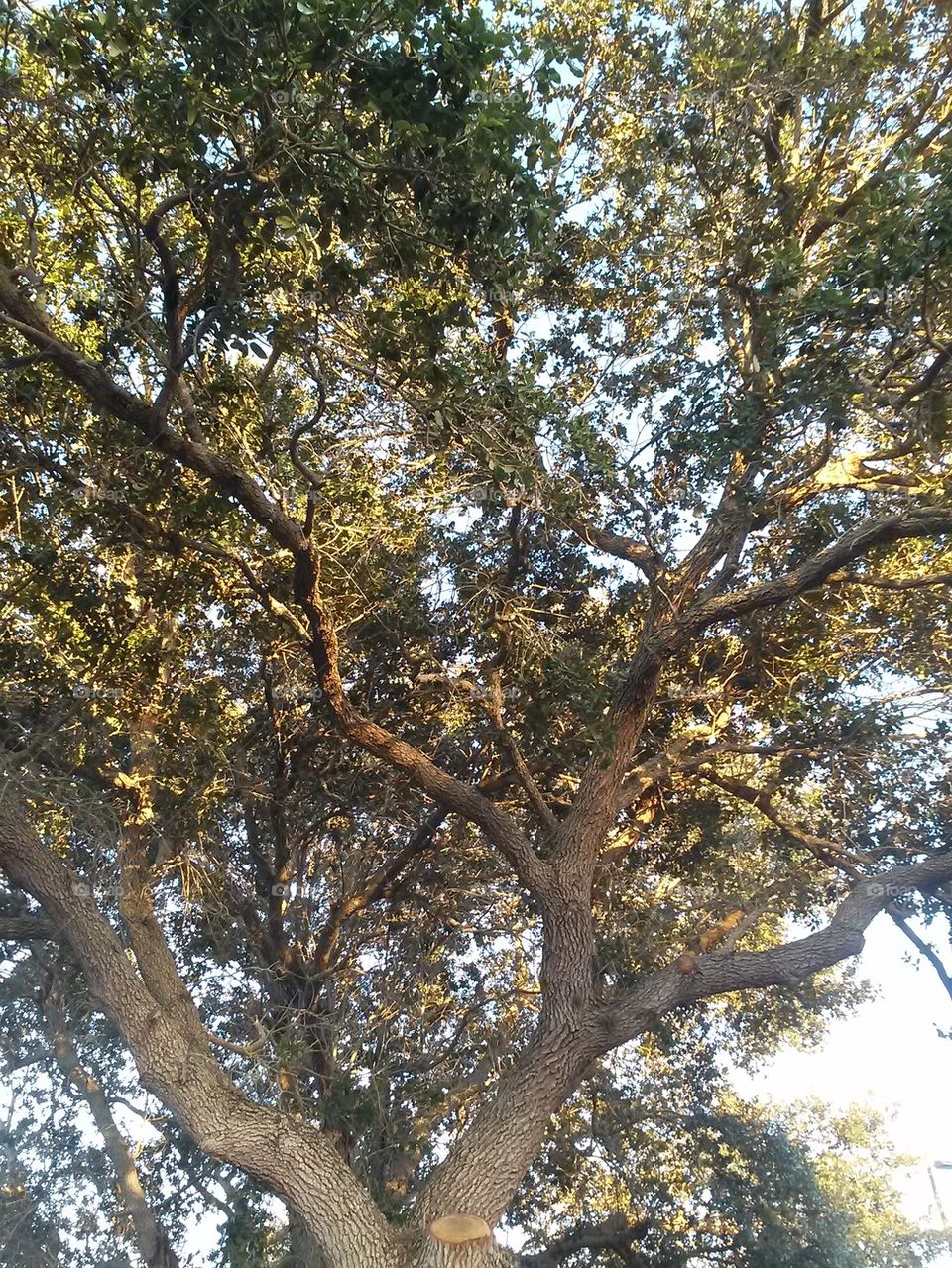 tree top