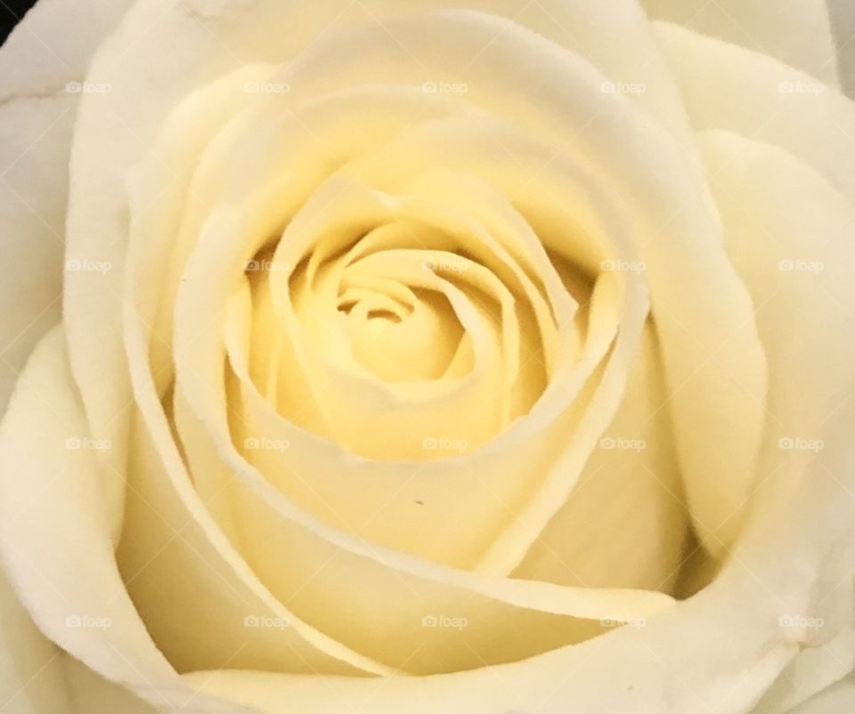White rose close up