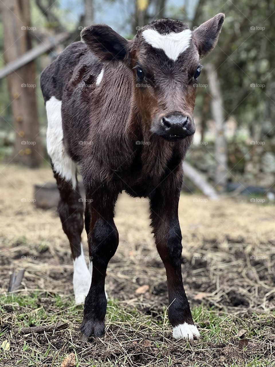 Calf 