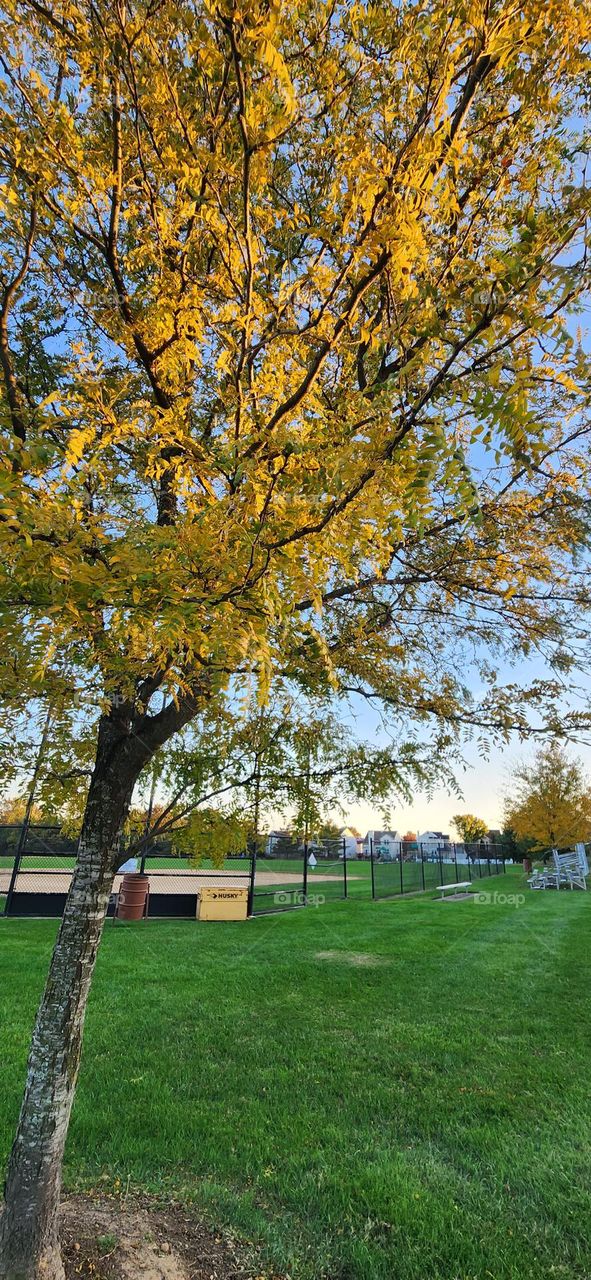 The Fall Season Baseball Field with trees
