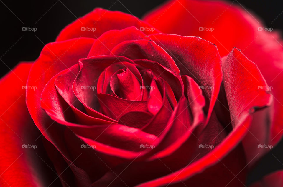 macro closeup red love by aliasant