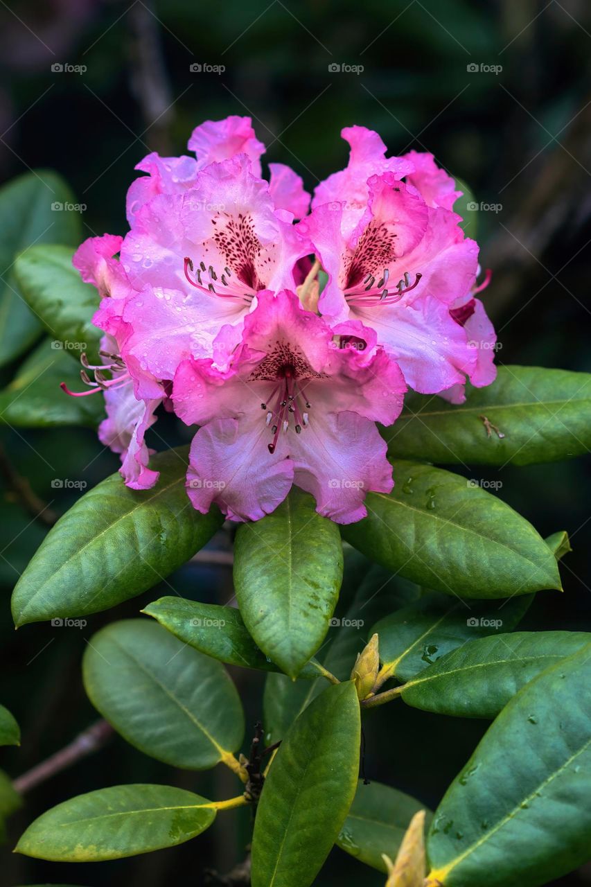 Closeup shot of beautiful delicate pink flower and green leaves in the garden