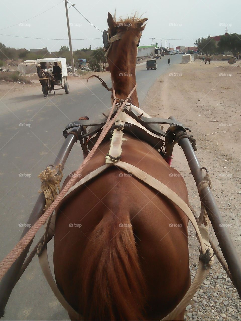 The horse on the road