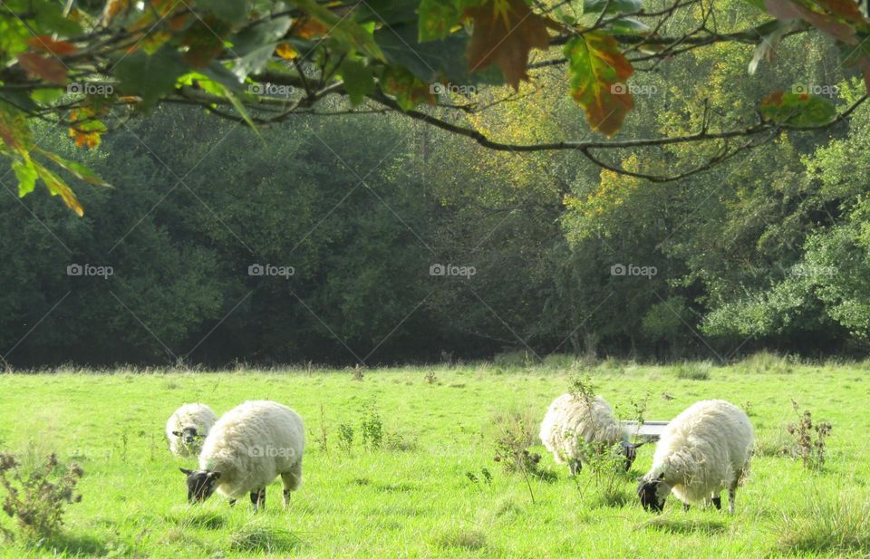 sheep grazing in the field at autumn time