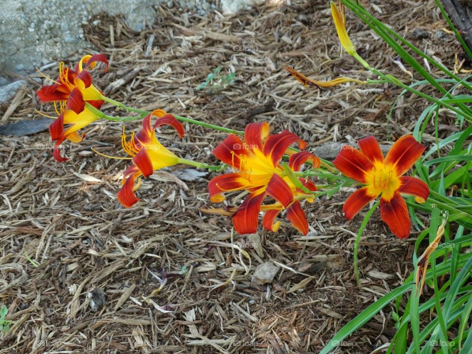 Orange and red flowers