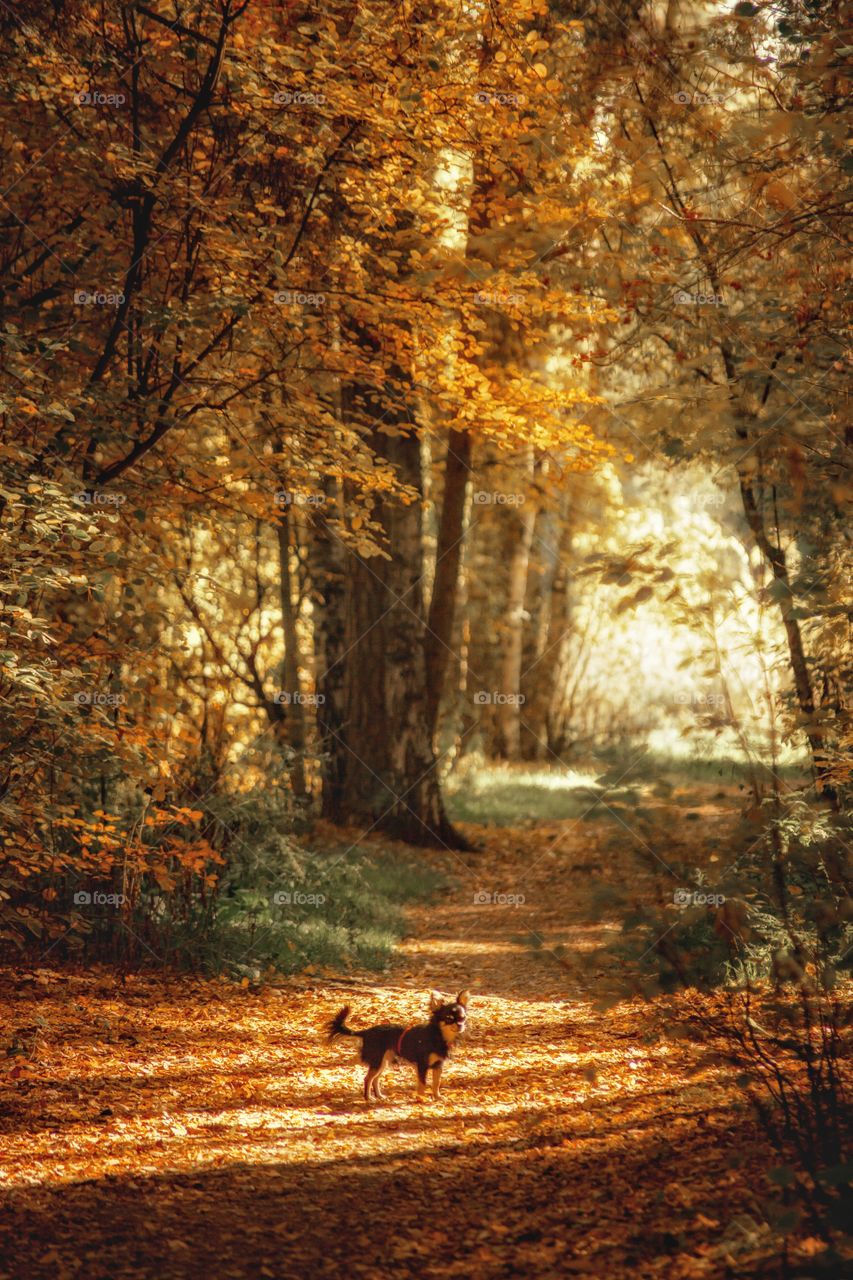 Autumn landscapes at sunny day 