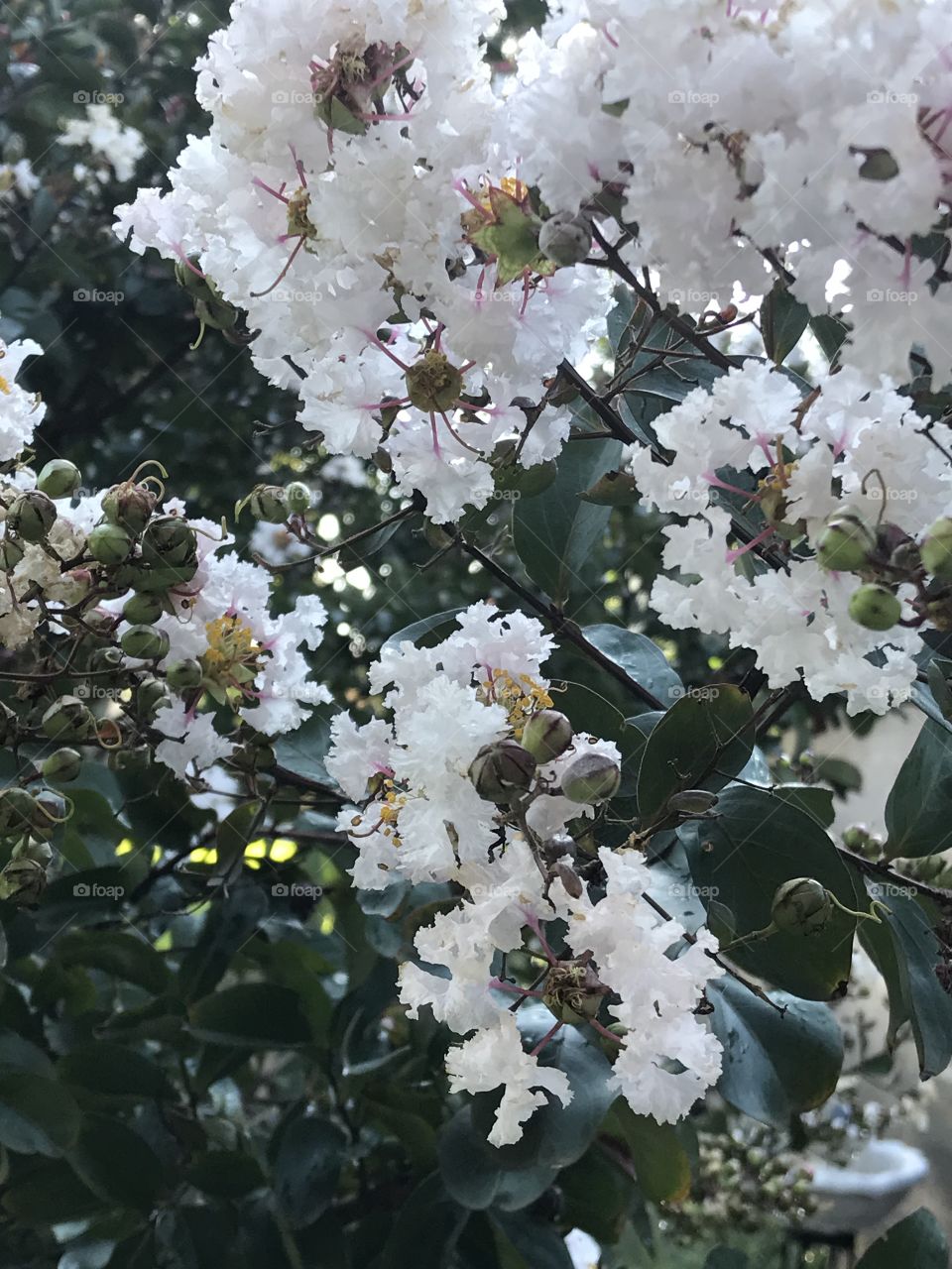 White Crepe Myrtle