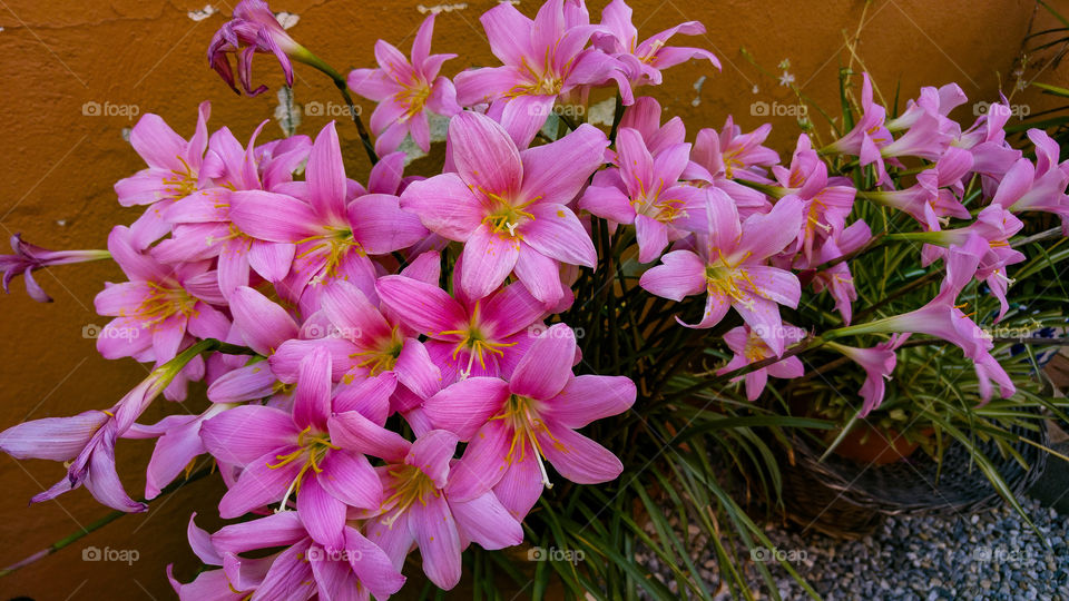 Beauty Pink Flowers 2