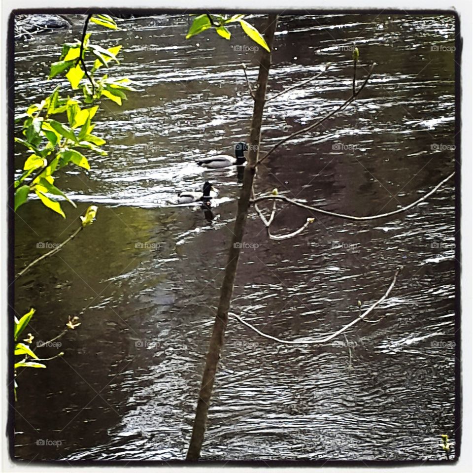 ducks in the river