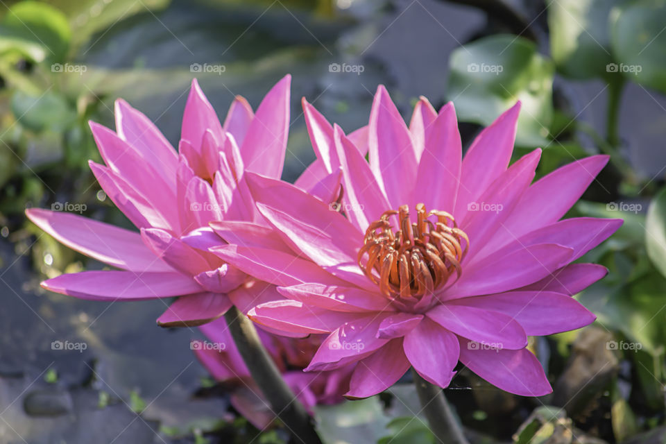 The beauty of the Pink Lotus Bloom in ponds.