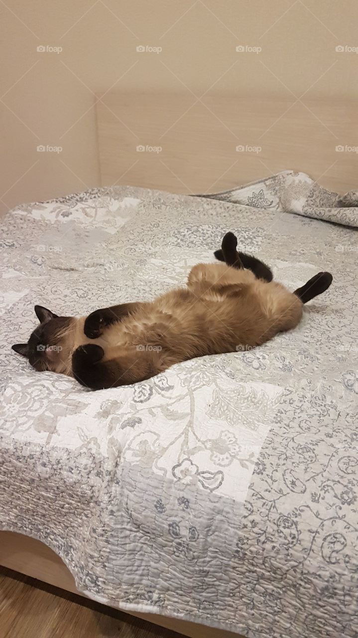 Beloved Siamese cat!