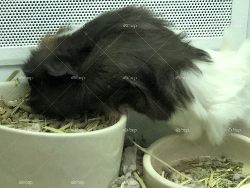Cute guinea pig eats