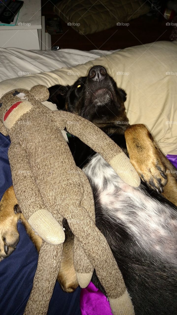 dog with sock monkey