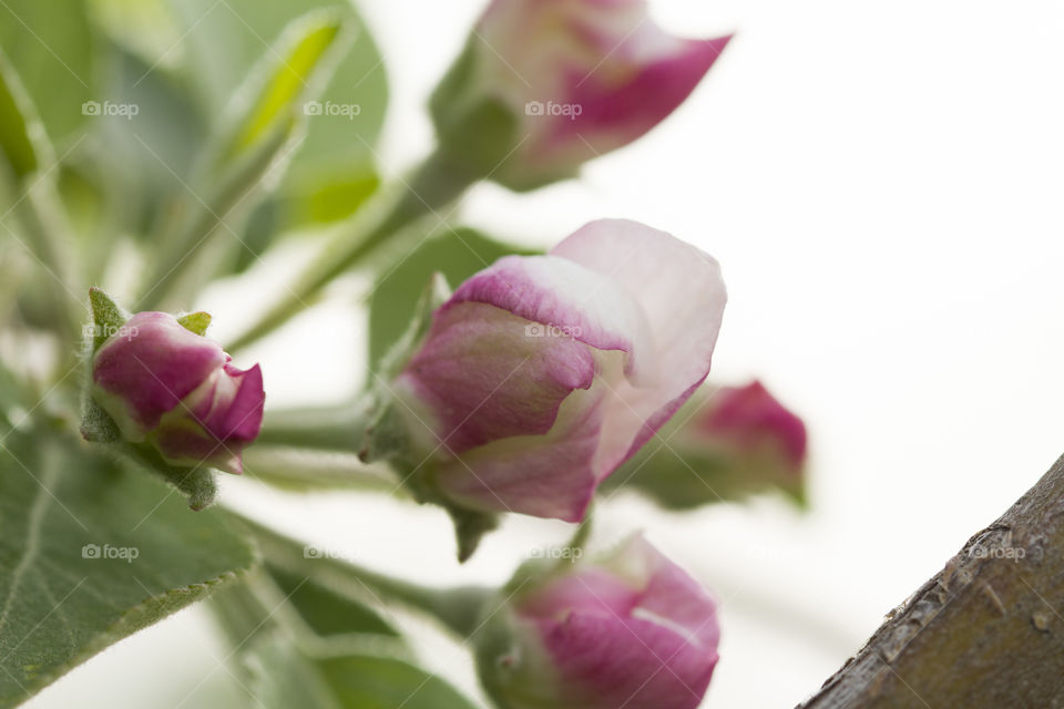 Apple tree blossom at springtime. Beautiful of nature concept