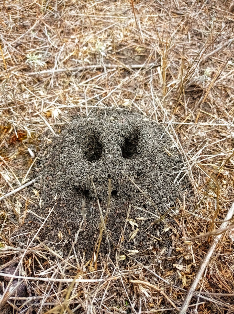 An anthill in a field.