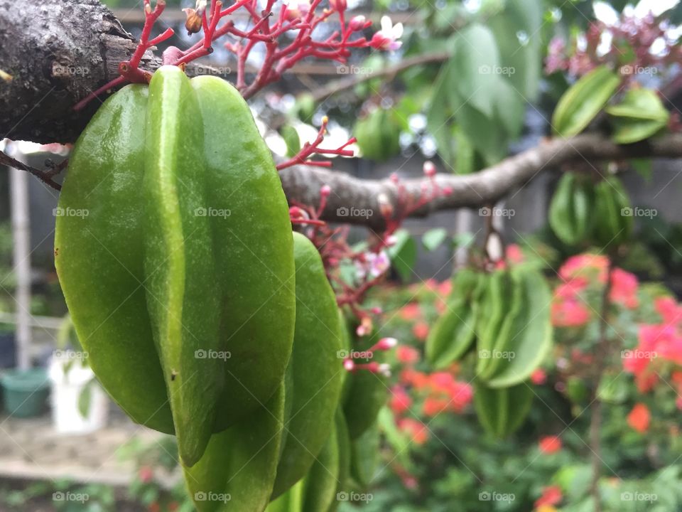 starfruit tree