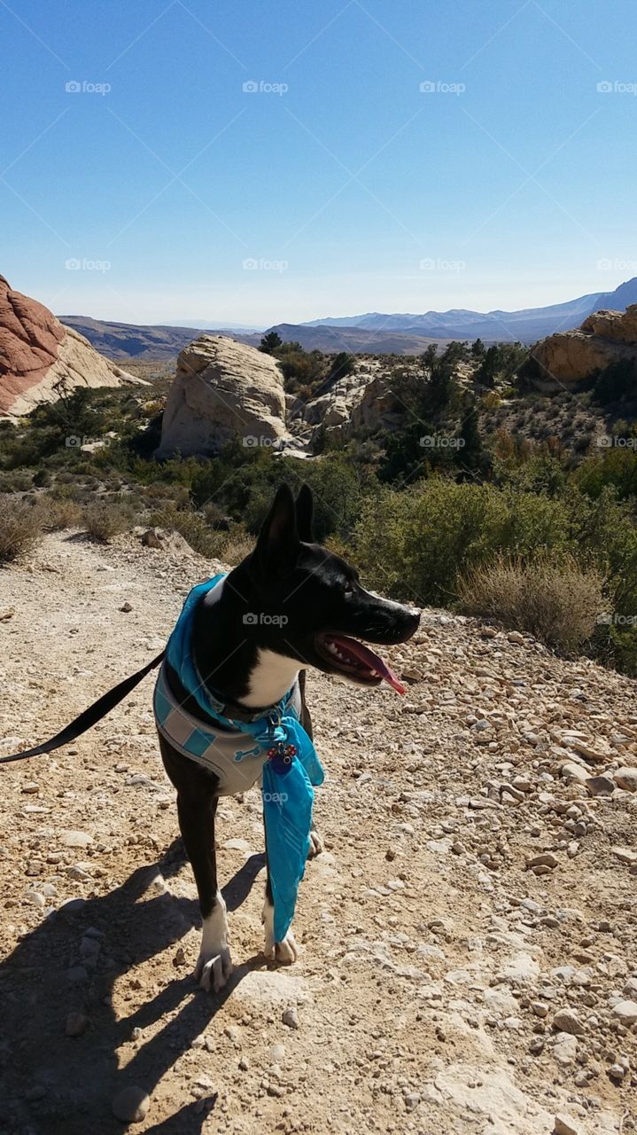 pup at park