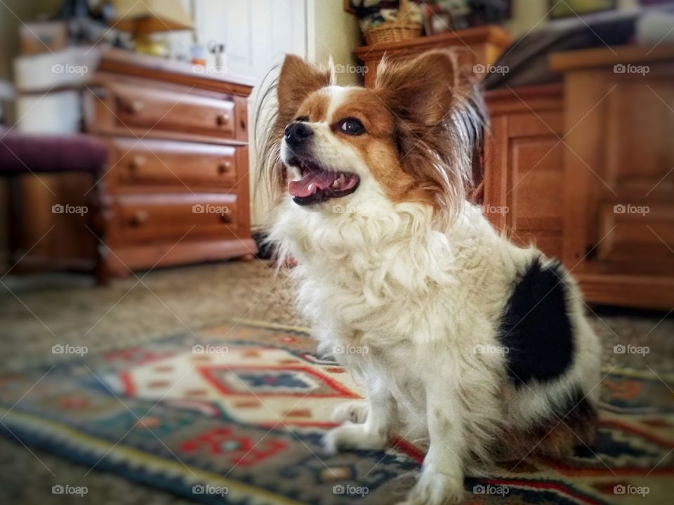 Papillion at Home