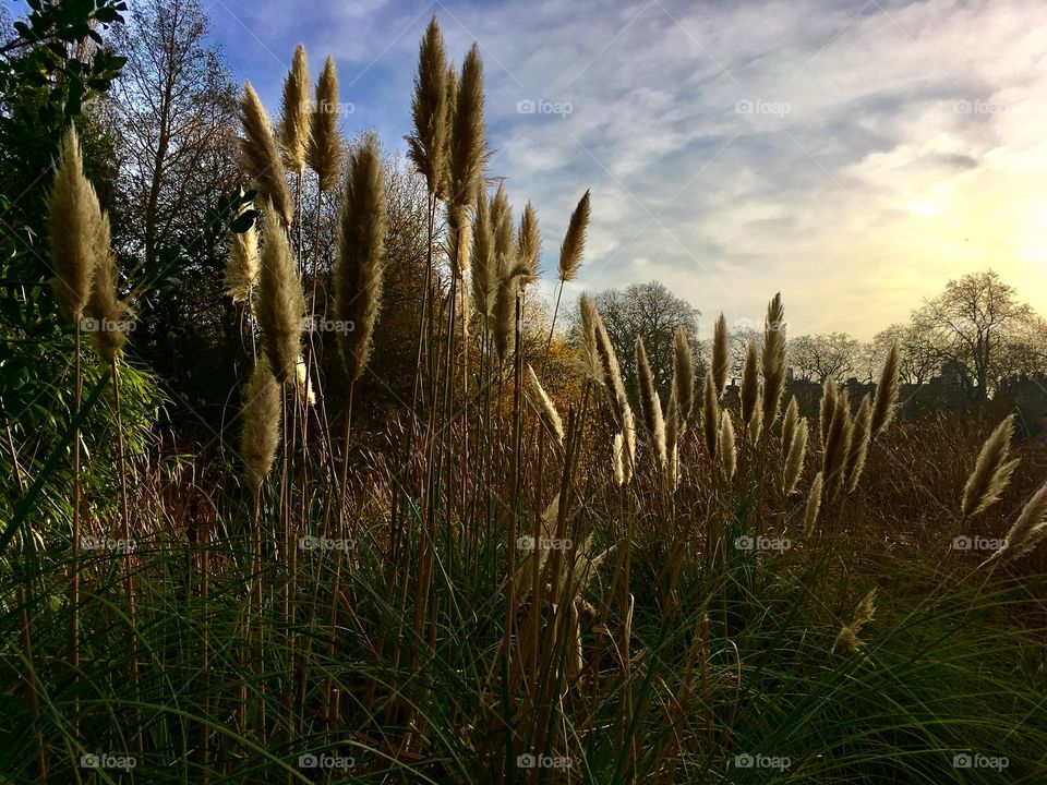 Cattails in a park in London, with a peaceful blue sky in the background 