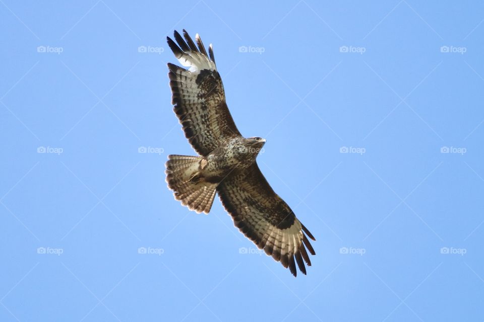 Buzzard 