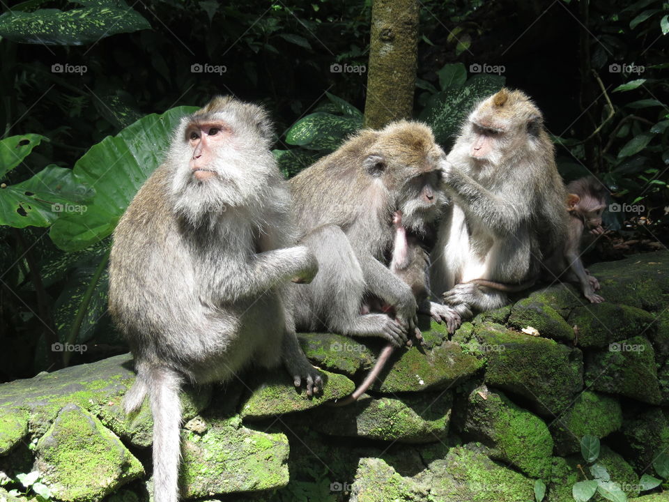 Monkey Forest Bali 