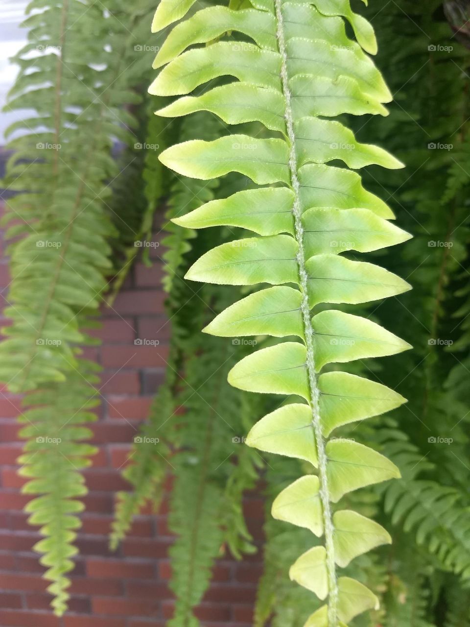 leaves