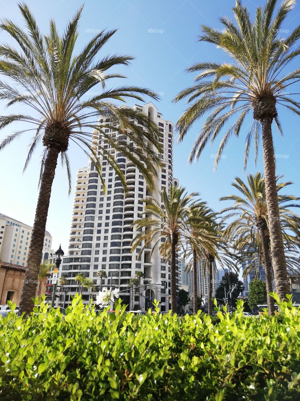Beautiful, sunny, and shiny evening at San Diego California. Palm trees are the signature of California Republic.