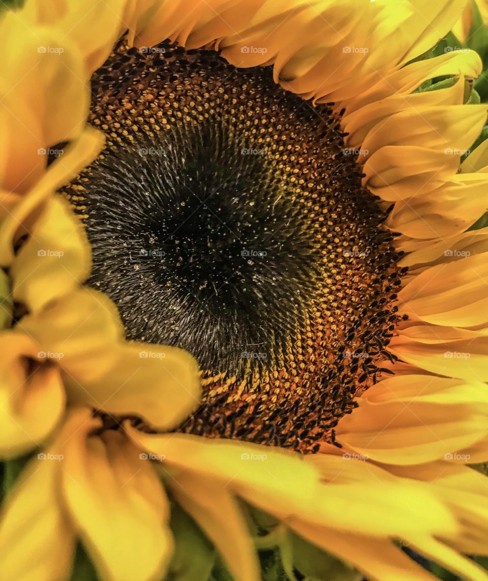 Sunflower 