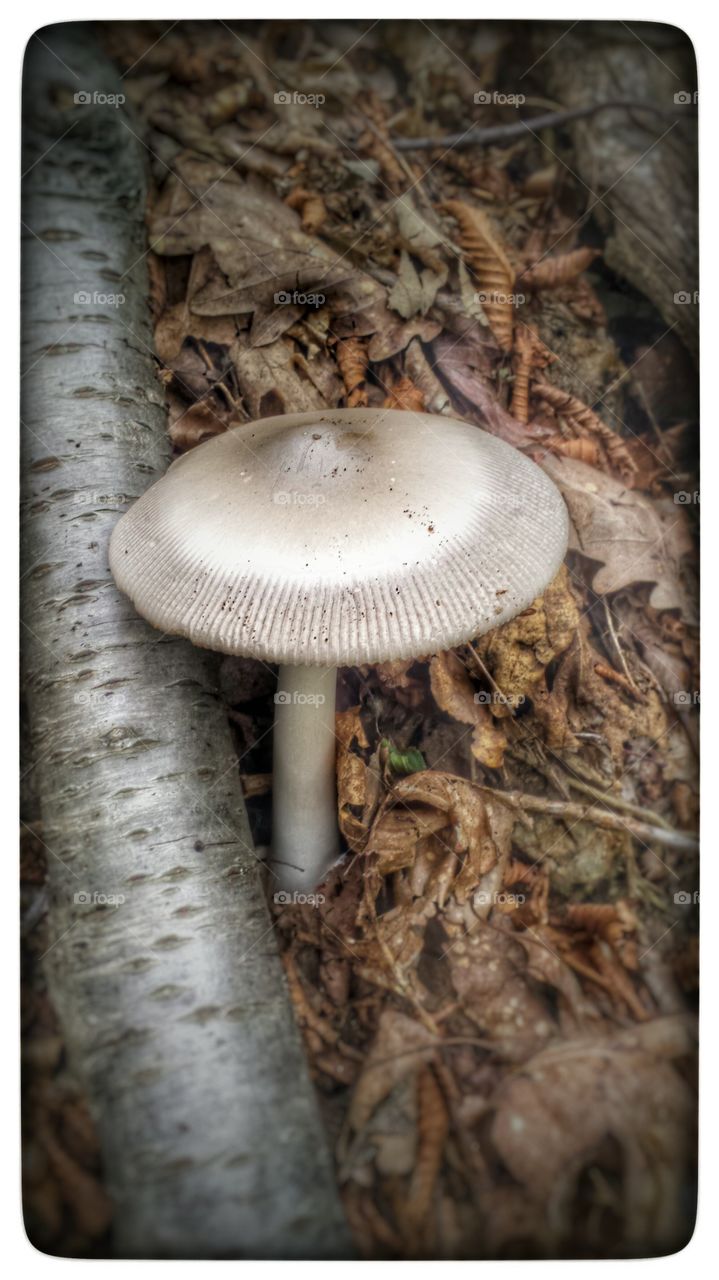 An umbrella in the woods