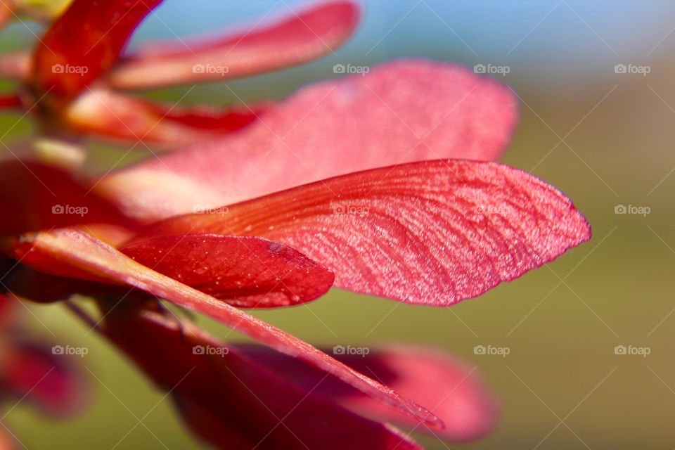 Maple seeds