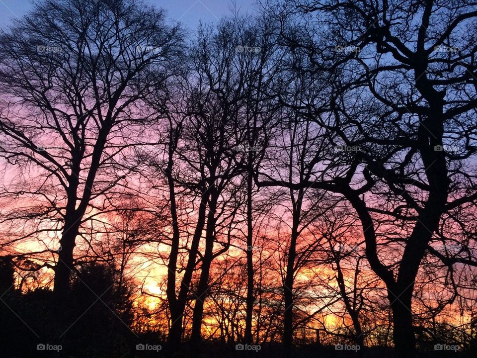December sunset, my garden, Chertsey, Surrey, England