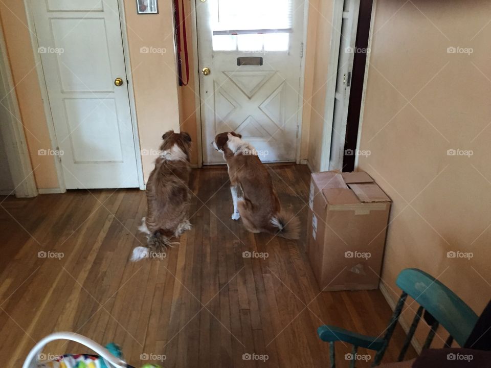 HOUSE SITTING: Faithful Dogs patiently awaiting family's  return 