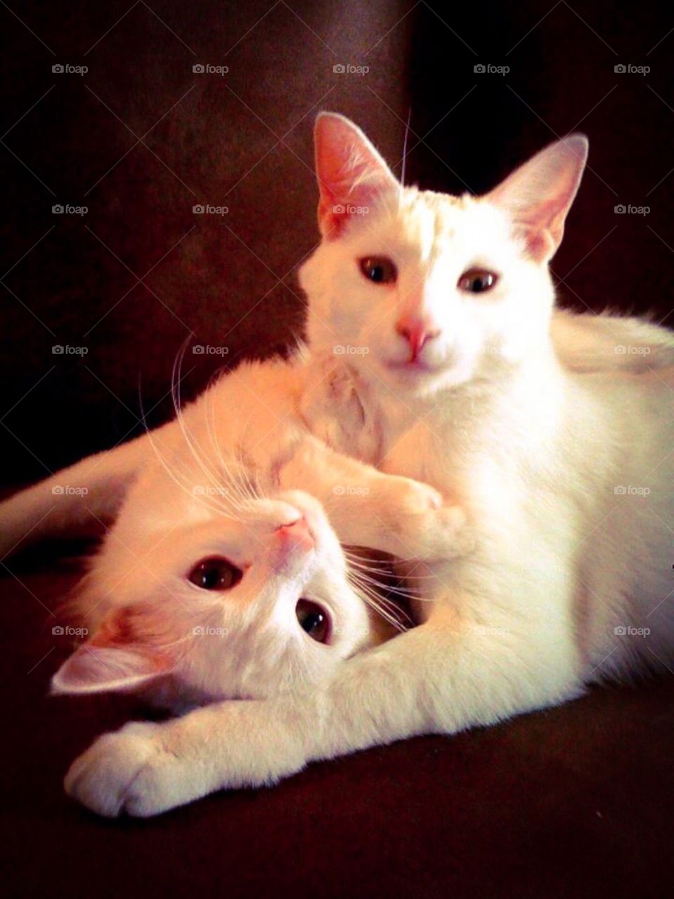 My felines . Sweet mother and daughter cats