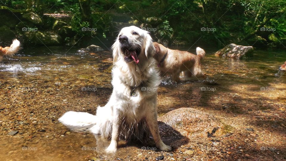 Silly Zoe . Zoe posing with her trademark tongue 
