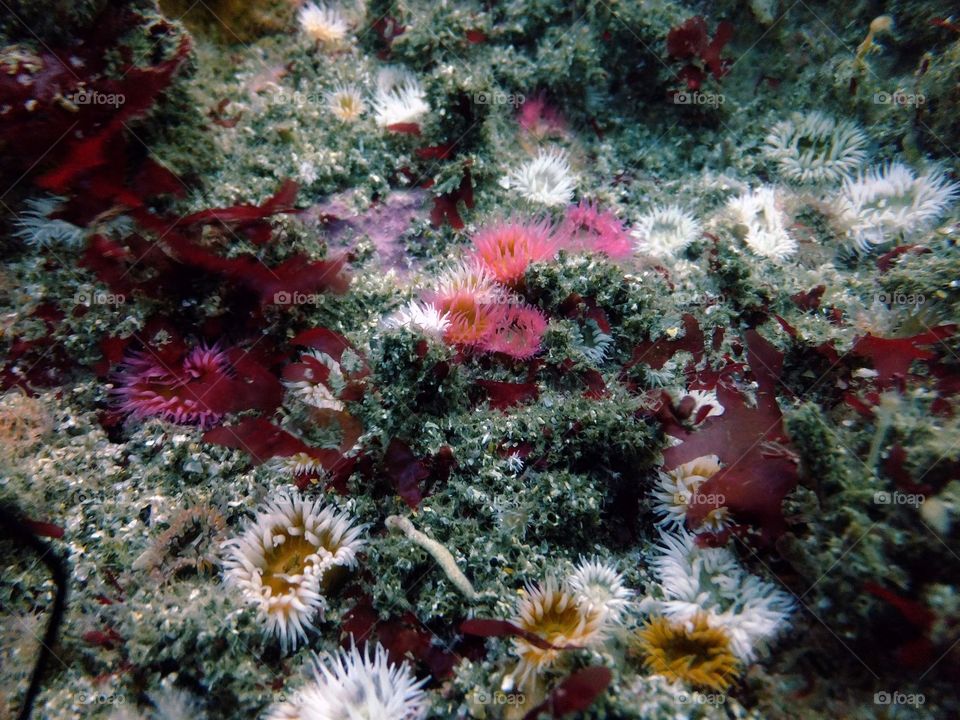 Sandalled Anemones 