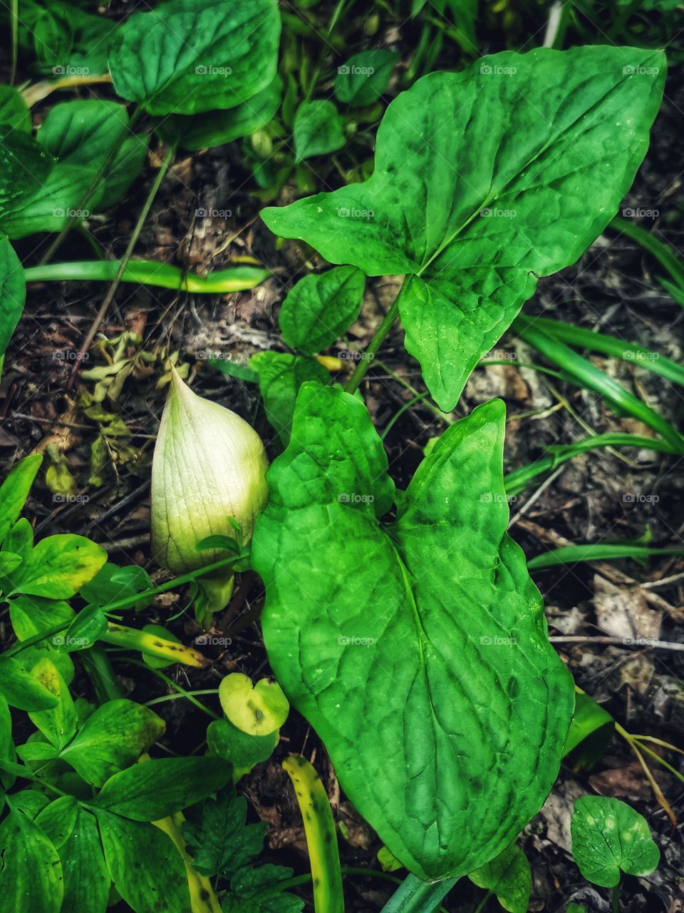 Forest day outdoor nature greens wild forest greens