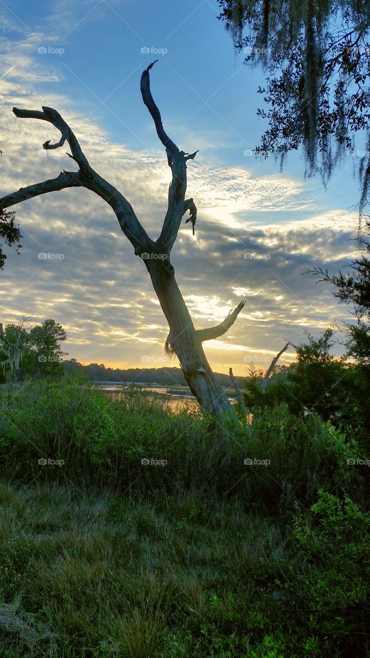 marsh tree