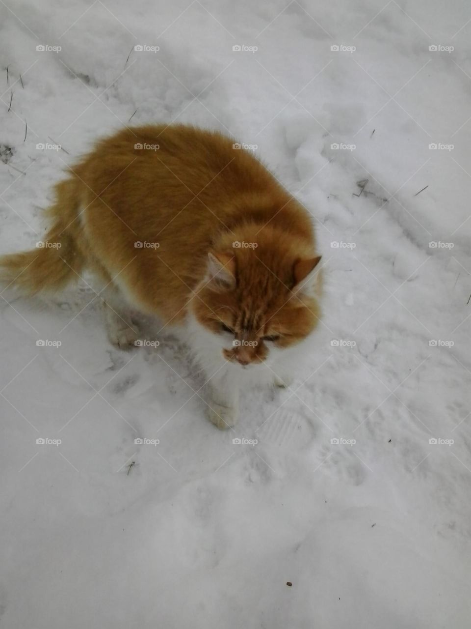 Cat on the snow